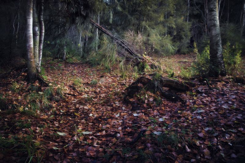 лес, осень, деревья, пейзаж В осеннем лесуphoto preview