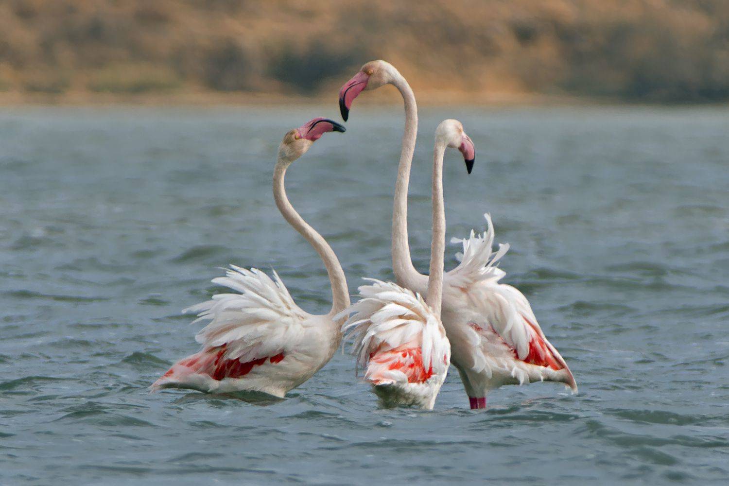 Розовый фламинго. Автор: Евгени Стефанов , Евгени Стефанов