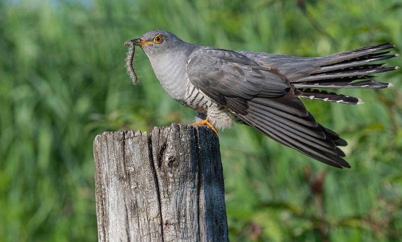 птицы, кукушка, фотоохота, природа, весна, лето, гусеница Деликатесphoto preview