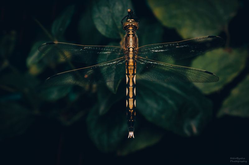 макро, природа, насекомые, стрекоза, macro, nature, insects, dragonfly, Прямобрюх Белохвостыйphoto preview