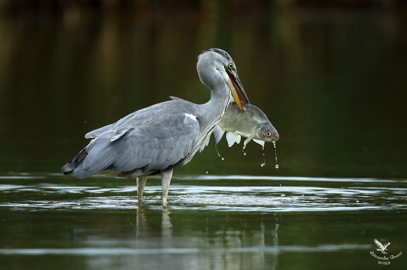 серая цапля. Хорош улов.photo preview