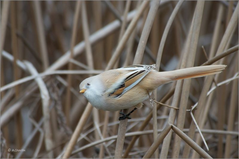 птица,синица,самка,,усатая,опасность,сверху Опасность сверху фото превью