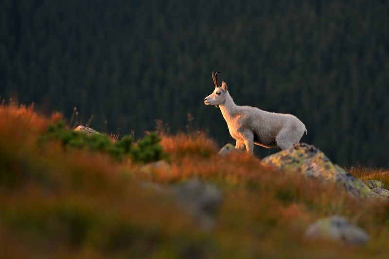 wildlife, nature, chamois, tatras, rupicapra White ladyphoto preview
