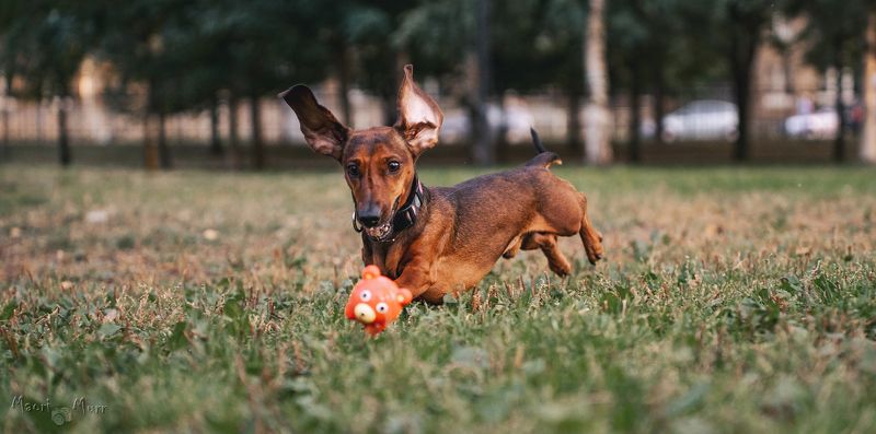 Такса, собака играет Таксик Чарлиphoto preview