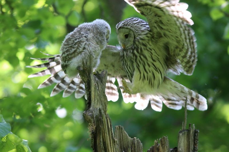 животные, природа, дикая природа, птицы, анималистика, самара, совы, неясыть Раскрытые обьятьяphoto preview