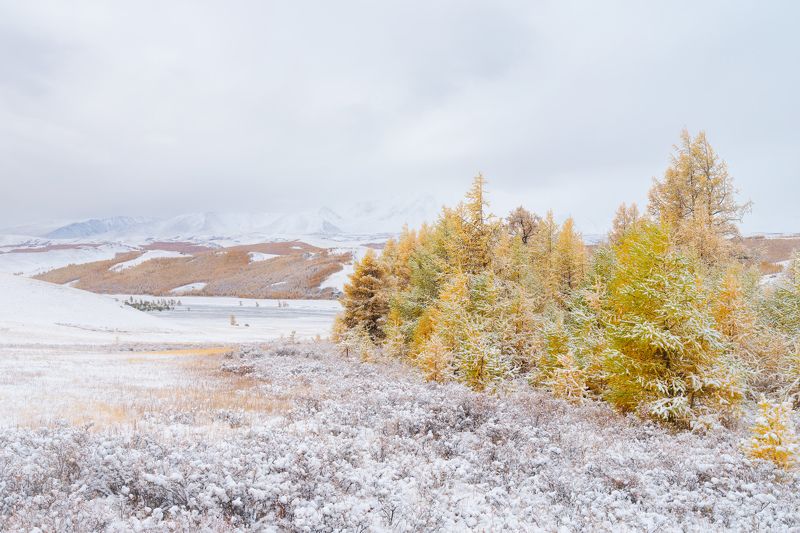 тыва, tuva, снег, сентябрь, золотая осень, горы Золотото в белом...  / Gold in white... фото превью