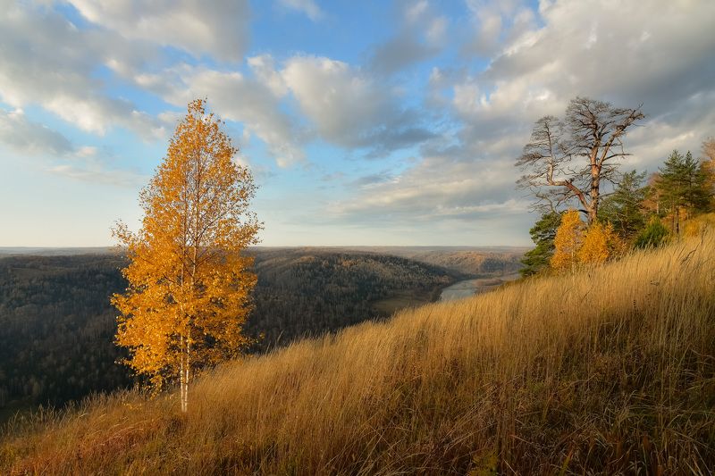 россия, кузбасс, осень, октябрь, пейзажи, деревья, берёза, луга, облако Осенние пейзажи в Сибириphoto preview