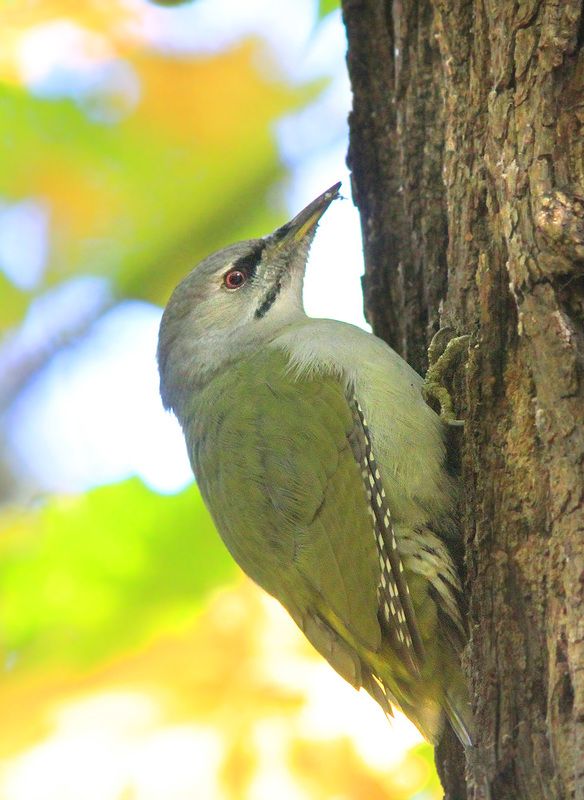 Седойphoto preview