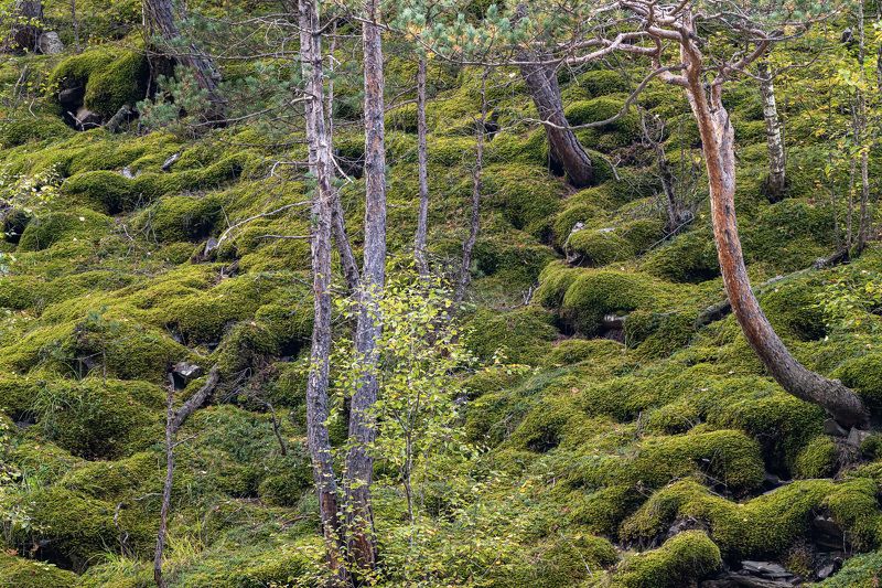 дагестан, тляратинский заказник Бархатное покрывалоphoto preview