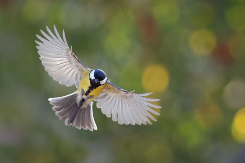 Большая синицаphoto preview