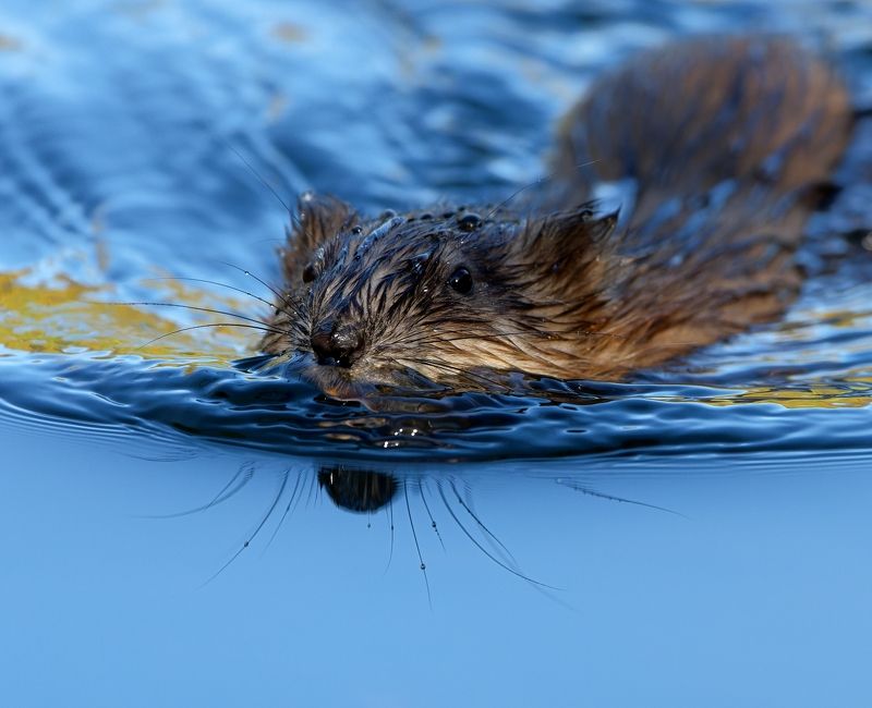 ондатра, живая природа По усам текло...photo preview