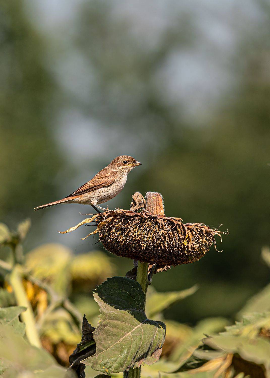 Жуланка. Автор: Алексей Рыльский жулан-сорокопут, Алексей Рыльский