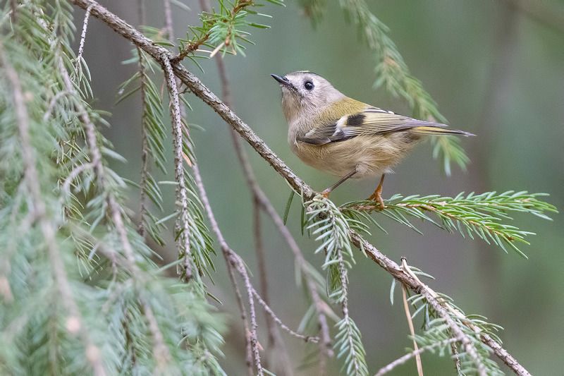 птицы, подмосковье ***photo preview