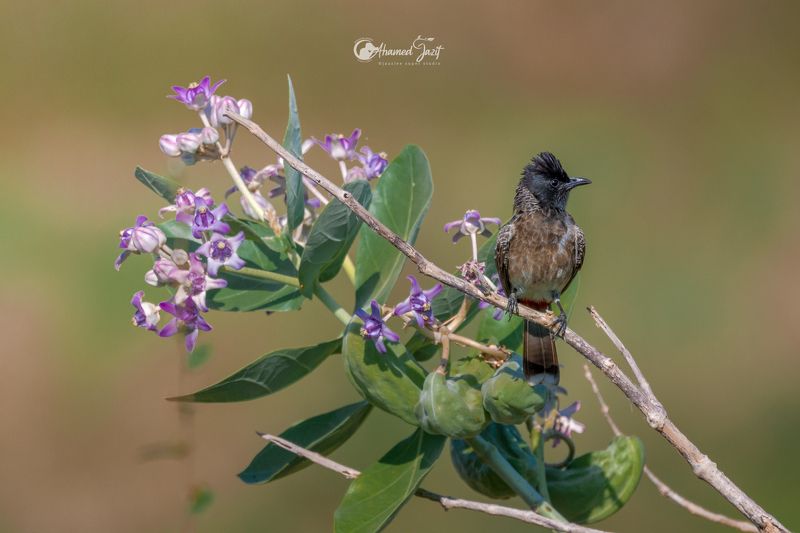 wildlife nature srilanka bird jazif photo preview