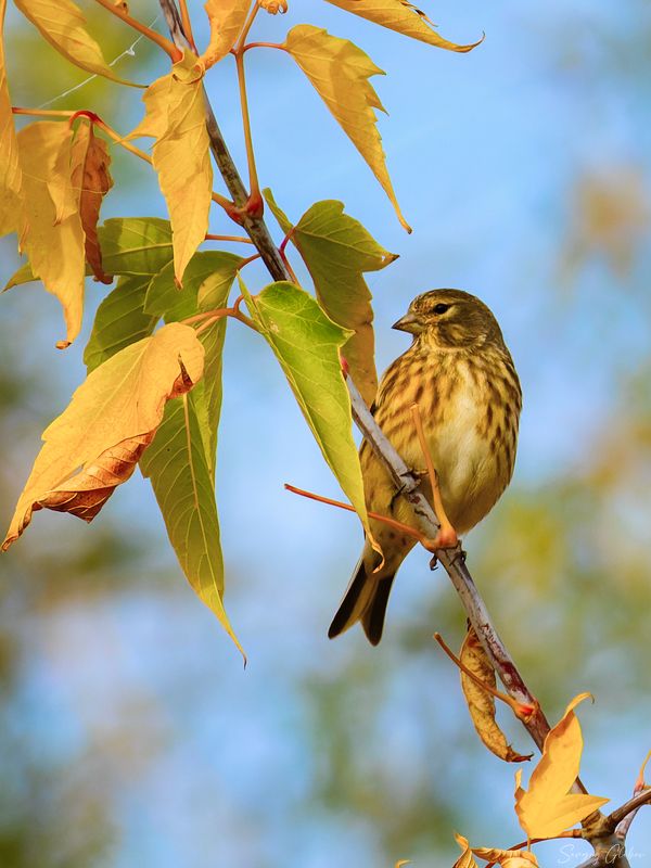 коноплянка, птицы, пернатые Коноплянка осенняяphoto preview