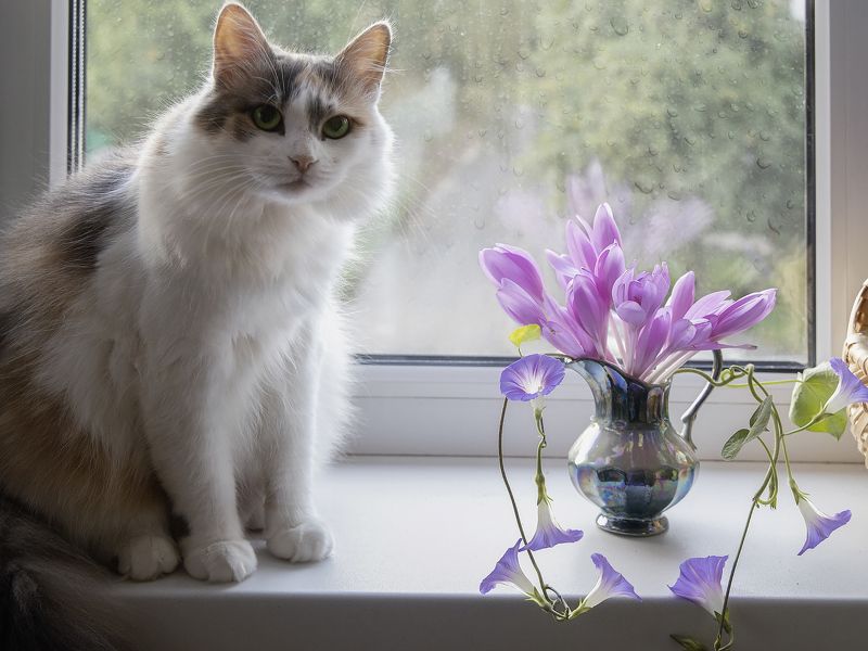 домашние животные, кошки, цветы, букет, выскочка, окно С первым осенним дождиком!photo preview