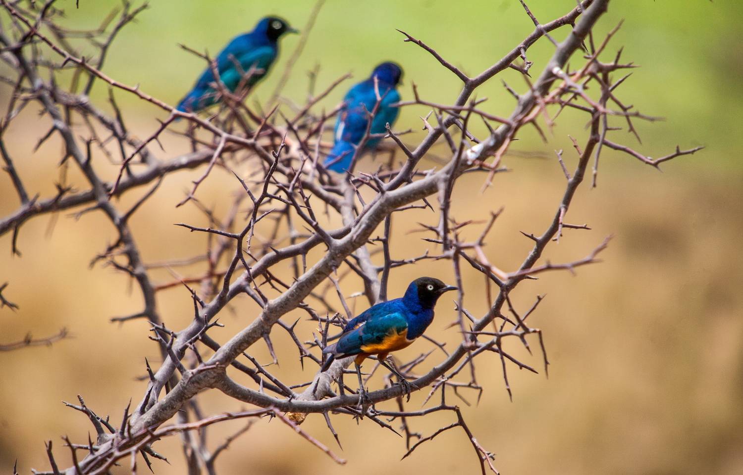 Скворцы. Автор: Lilia Tkachenko Африканский скворец, Lilia Tkachenko