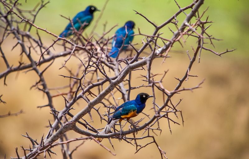 Африканский скворец Скворцы фото превью