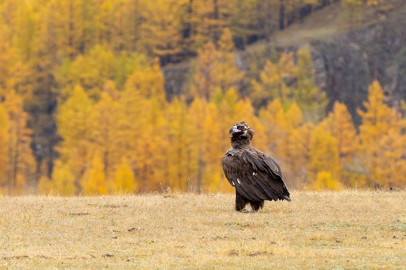 окинский район, саяны, ока саянская, фототур Грифы в долине Оки.photo preview