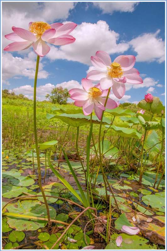 у села  камышово ЛОТОСЫphoto preview