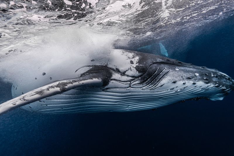 tonga,vava\'u,humpback,whale Humpback whale in Tongaphoto preview