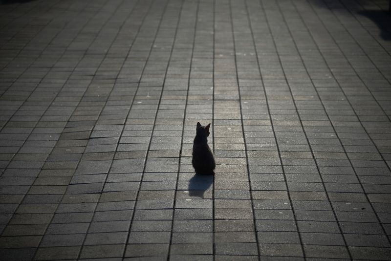 утро в городе, кошка, анапа В пятницу, тринадцатого, у черных кошек выходнойphoto preview