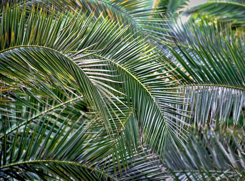 сочи, пальмы, листья, В пальмовой рощеphoto preview