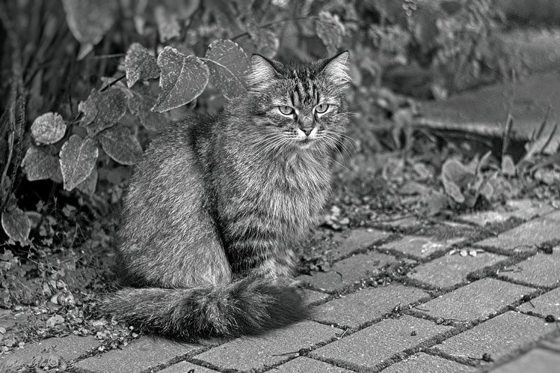 Маскировка...photo preview