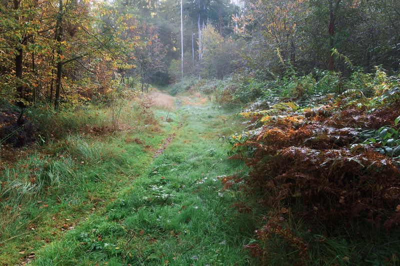 лес, деревья, осень, листья, пейзаж В осеннем лесуphoto preview