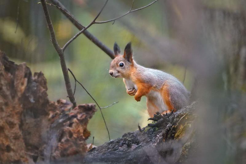 Белка в зимней шубкеphoto preview