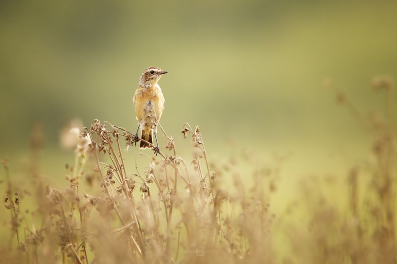 Жаворонокphoto preview