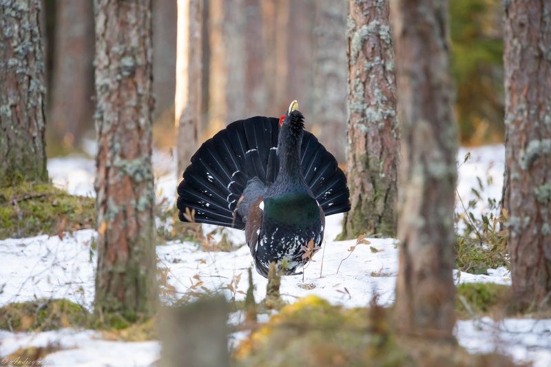 Реликтовый исполин. Весна (апрель) 2023 г.photo preview