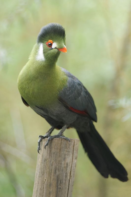 Touraco à joues blanchesphoto preview