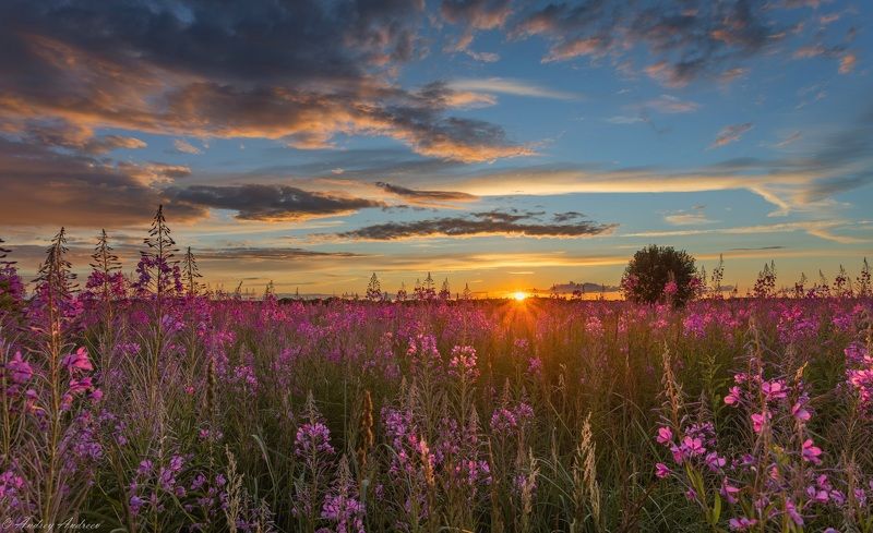 Июльский вечер. Подмосковье.photo preview