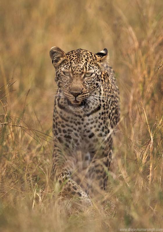 Leopard at Masai Mara Leopardphoto preview