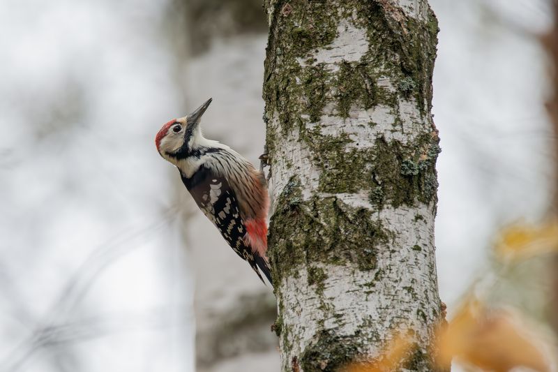 Белоспинный дятел, Dendrocopos leucotos, Октябрь 2023photo preview
