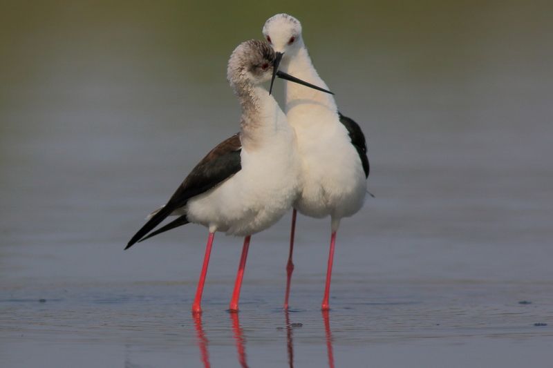 животные, природа, озера, птицы, кулики, ходулочники, анималистика, самара Пора любвиphoto preview