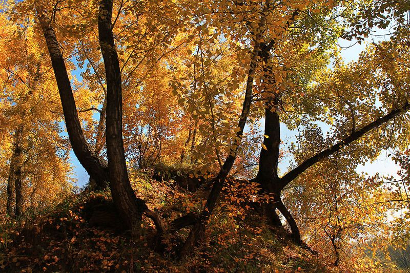 осень, сибирь, россия ....photo preview