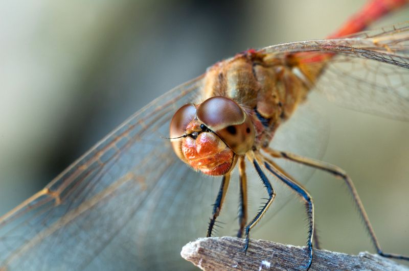 Стрекозаphoto preview