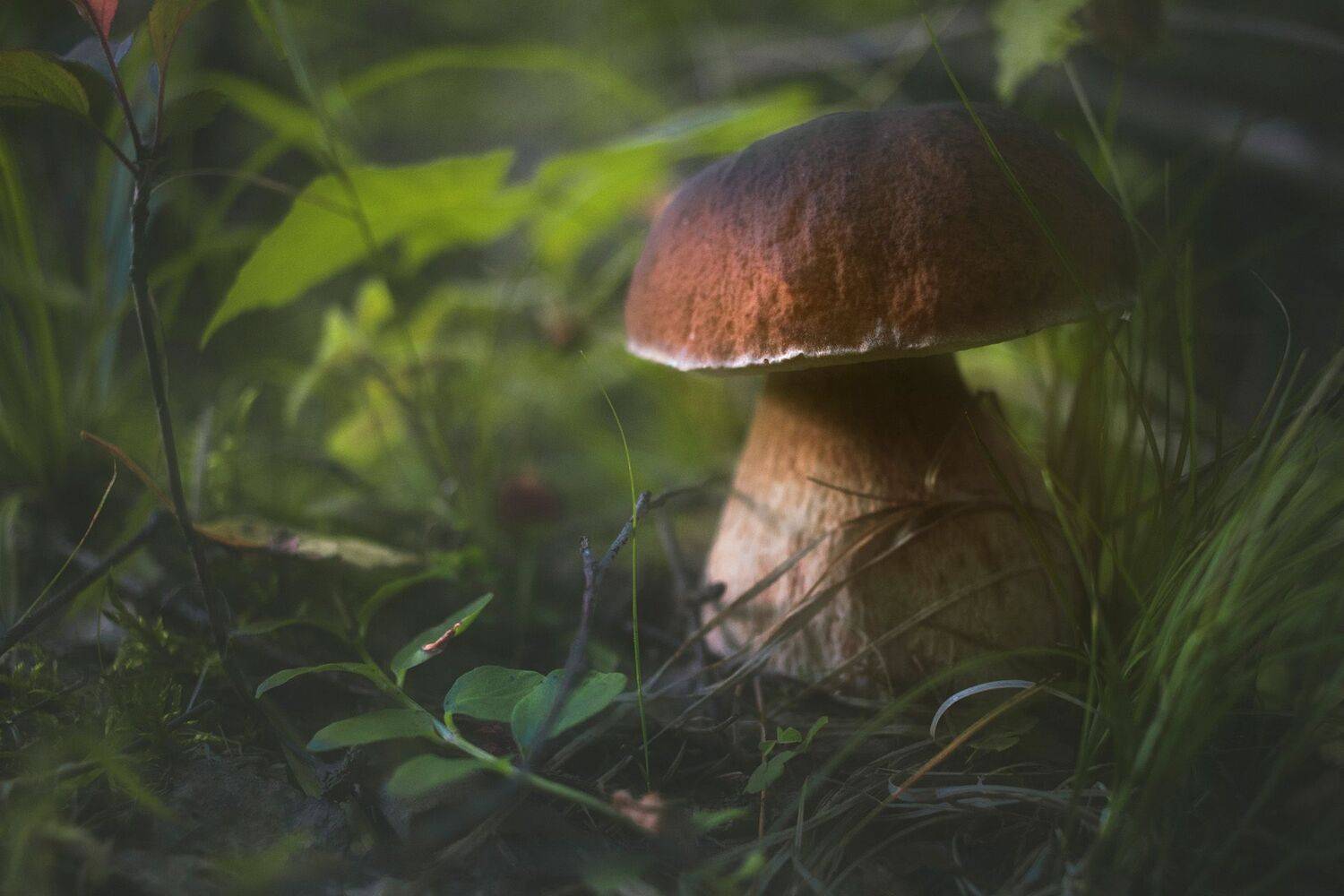 Белый гриб. Автор: Валерий Вождаев лес, гриб, Валерий Вождаев