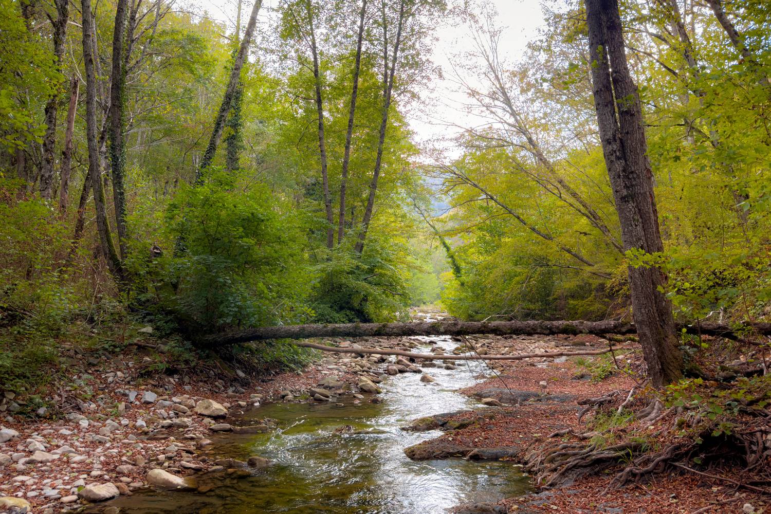 , Сергей Тихомиров
