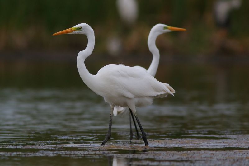 природа, животные, птицы, цапли, белая цапля, самара, фотоанималистика, фотоохота, дикая природа В поисках любвиphoto preview