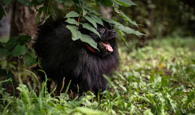 шпиц, померанский шпиц Шпиц Журикphoto preview