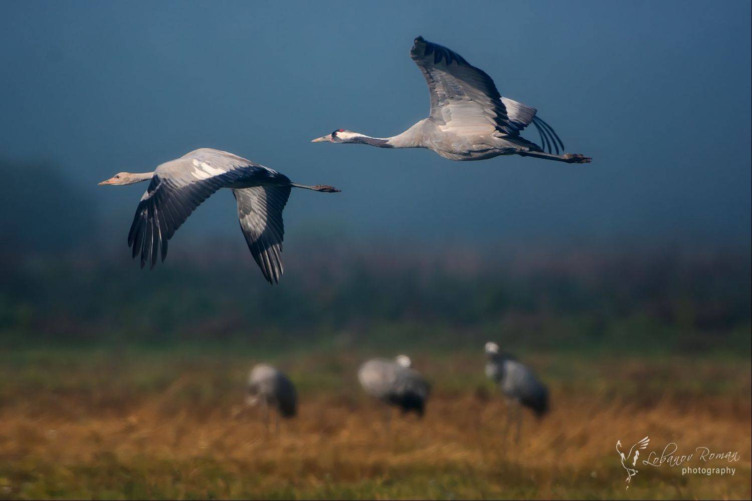 , Лобанов Роман