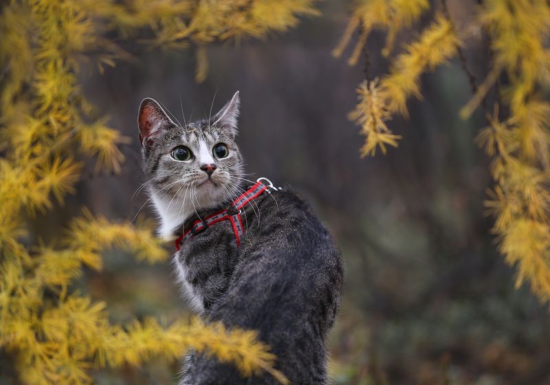 нерюнгри, кот, якутия, домашние_животные, женялевина, евгениялевина, Первая осень фото превью