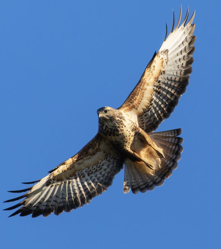 buteo buteo, канюк, птицы, фото птиц, кавказ Обыкновенный канюк. (Buteo buteo)photo preview