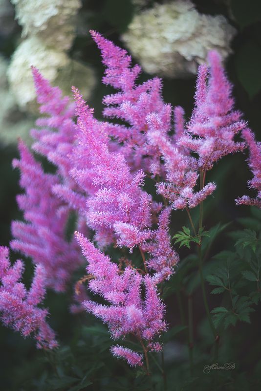 лето, цветы, фиолетовый, астильба Пушистая астильбаphoto preview