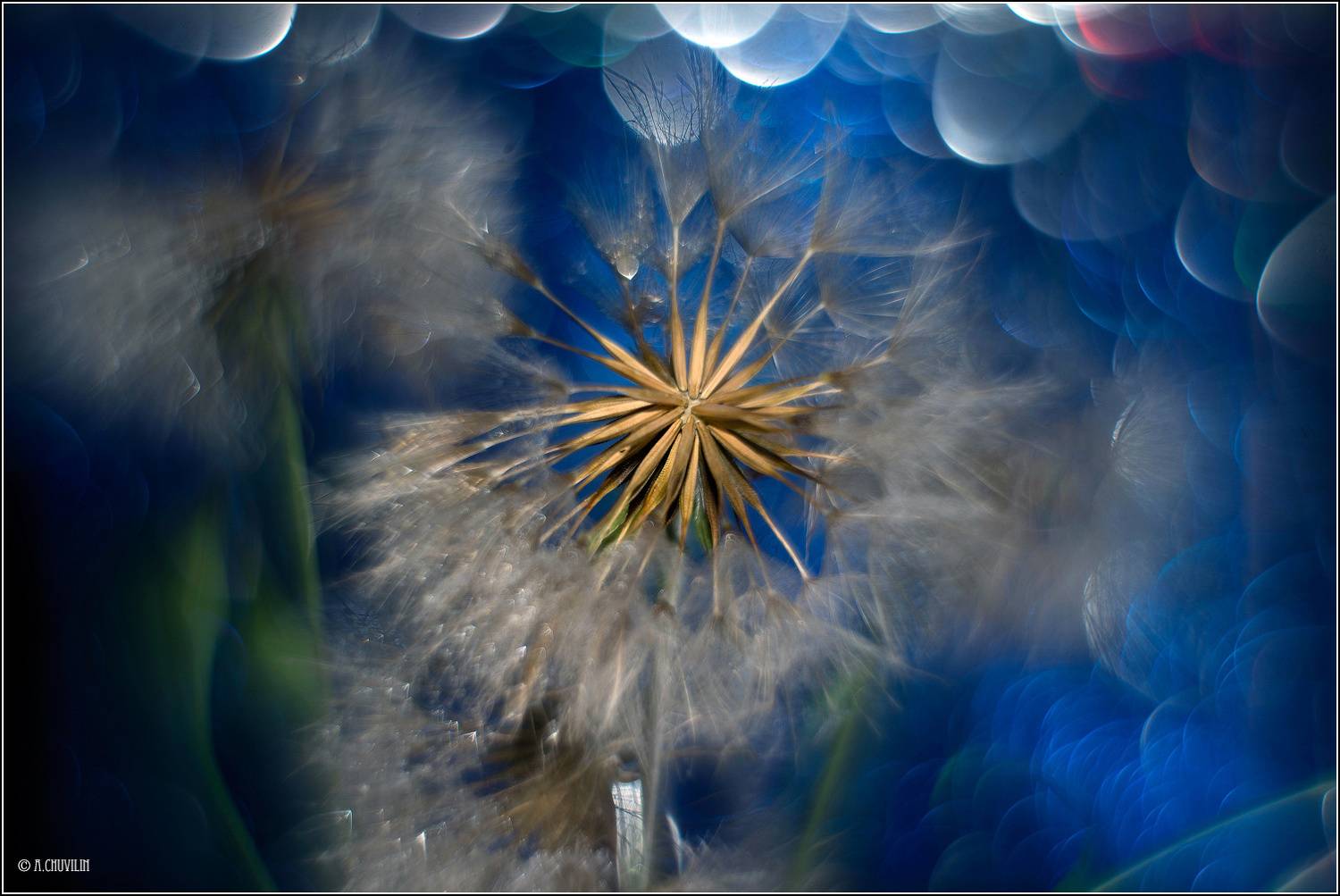 лунный,одуванчик,козлобородник, Александр Чувилин
