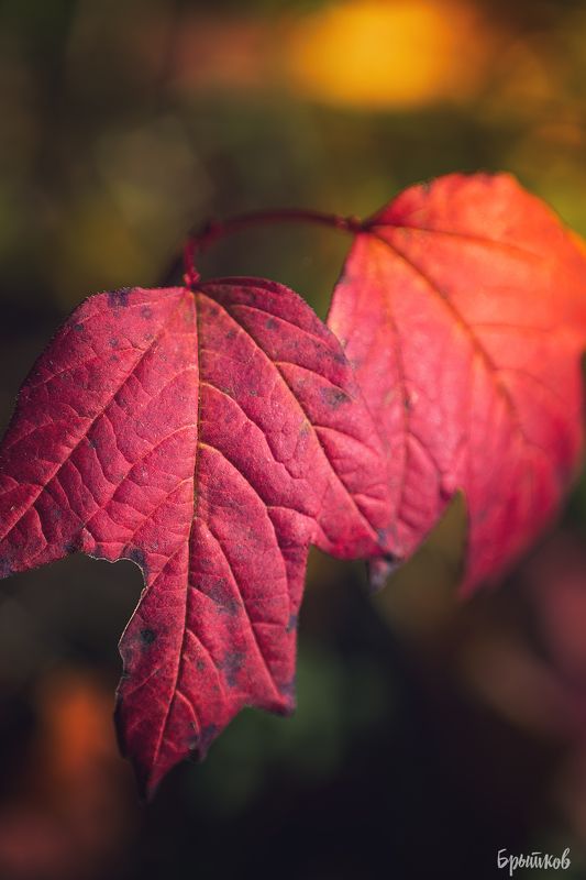 Краски осени. Макроphoto preview