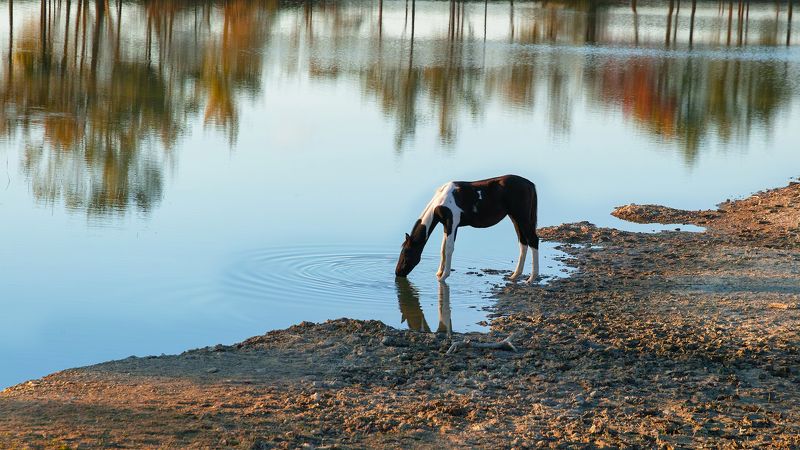 sigma sd quattro ***** фото превью